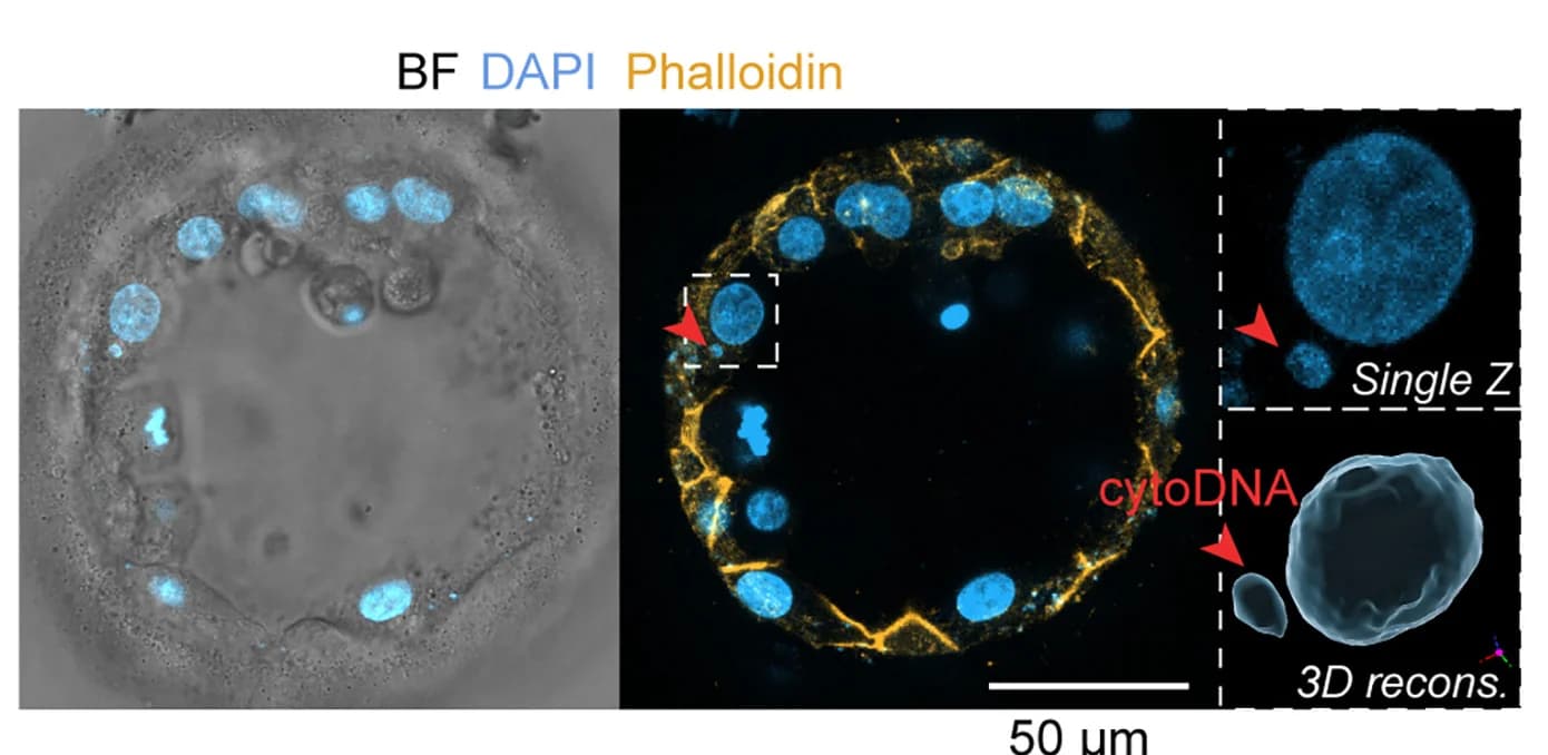 Open access visualization of Microscopy, 3D Plot, Human Blastocyst, cytoDNA