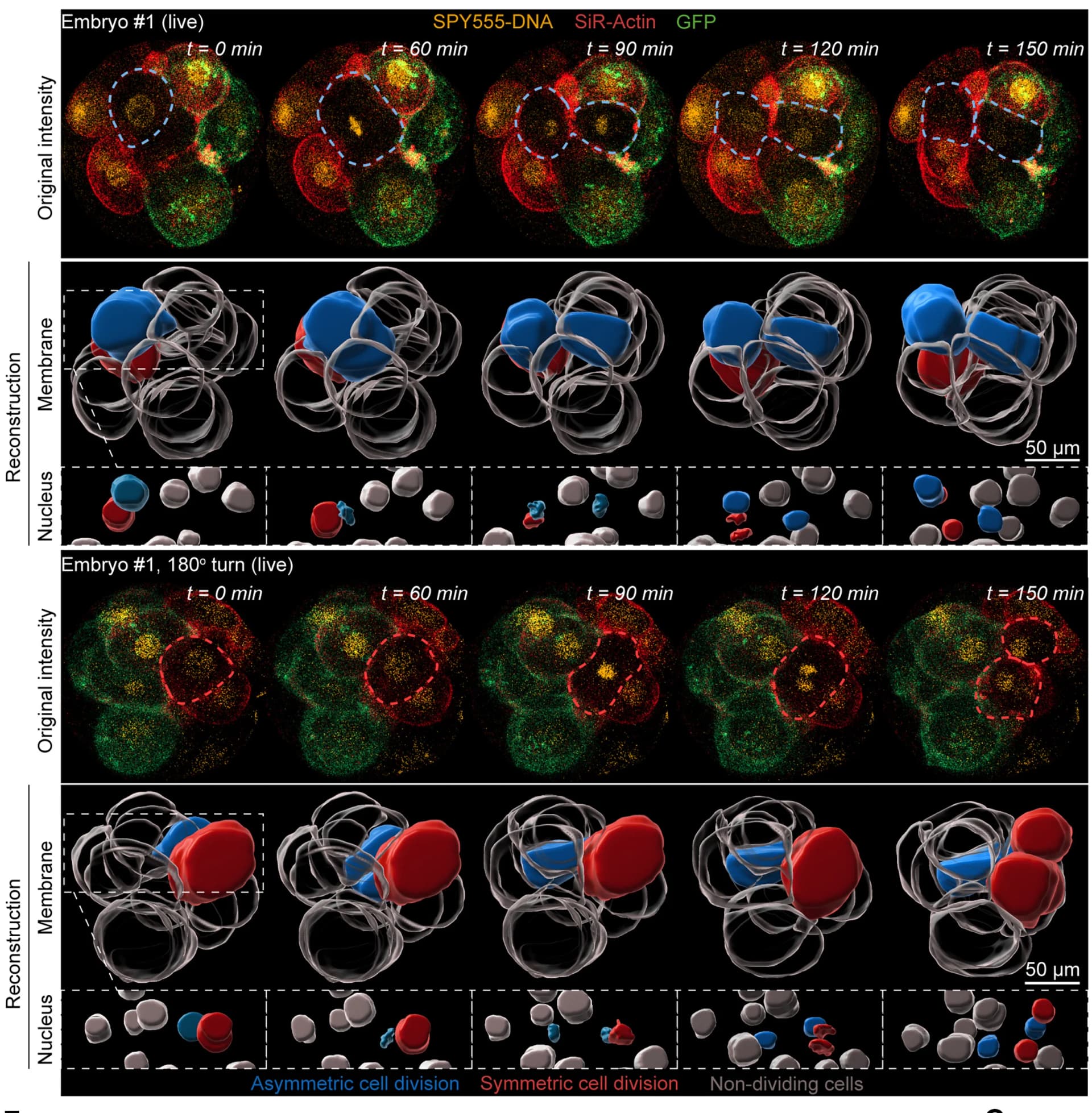 Open access visualization of Microscopy, Cell Divisions, Human Embryo, GFP, Actin