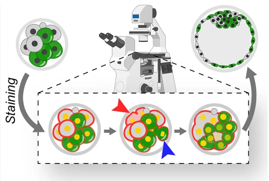 Open access visualization of Workflow, Illustration, Embryo Imaging, Cell Divisions, Membrane Permeable Dyes