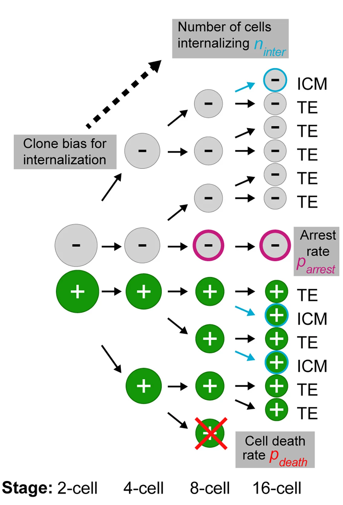 Open access visualization of Workflow, Flowchart, Illustration, Model, Death Rate
