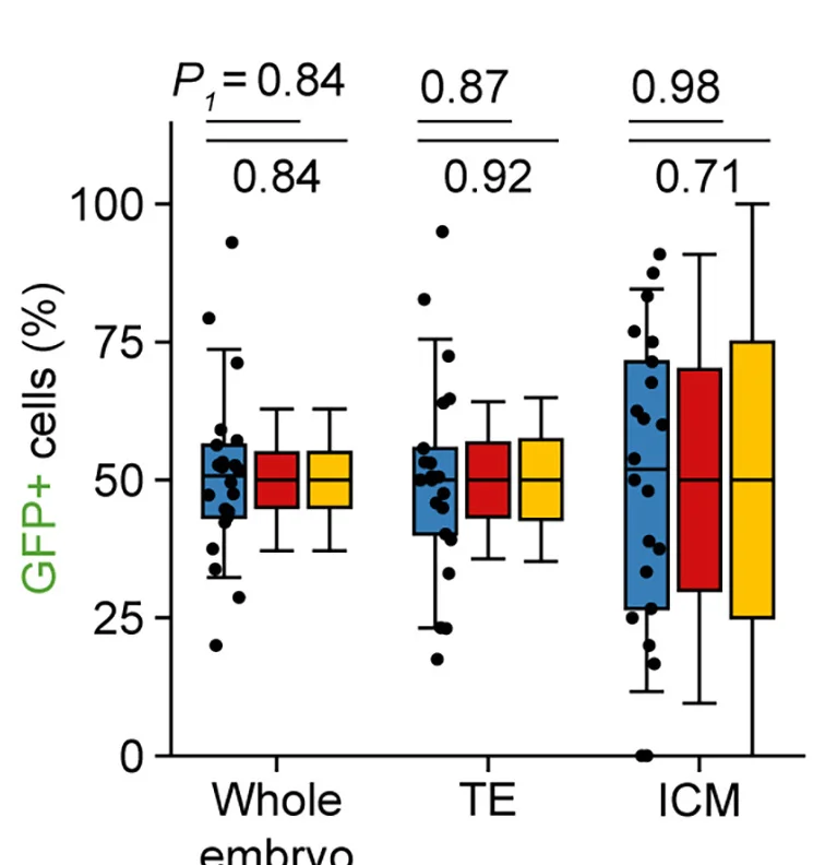 Open access visualization of Box Plot, Scatter Plot, Distributions, GFP+ Cells, Compartment