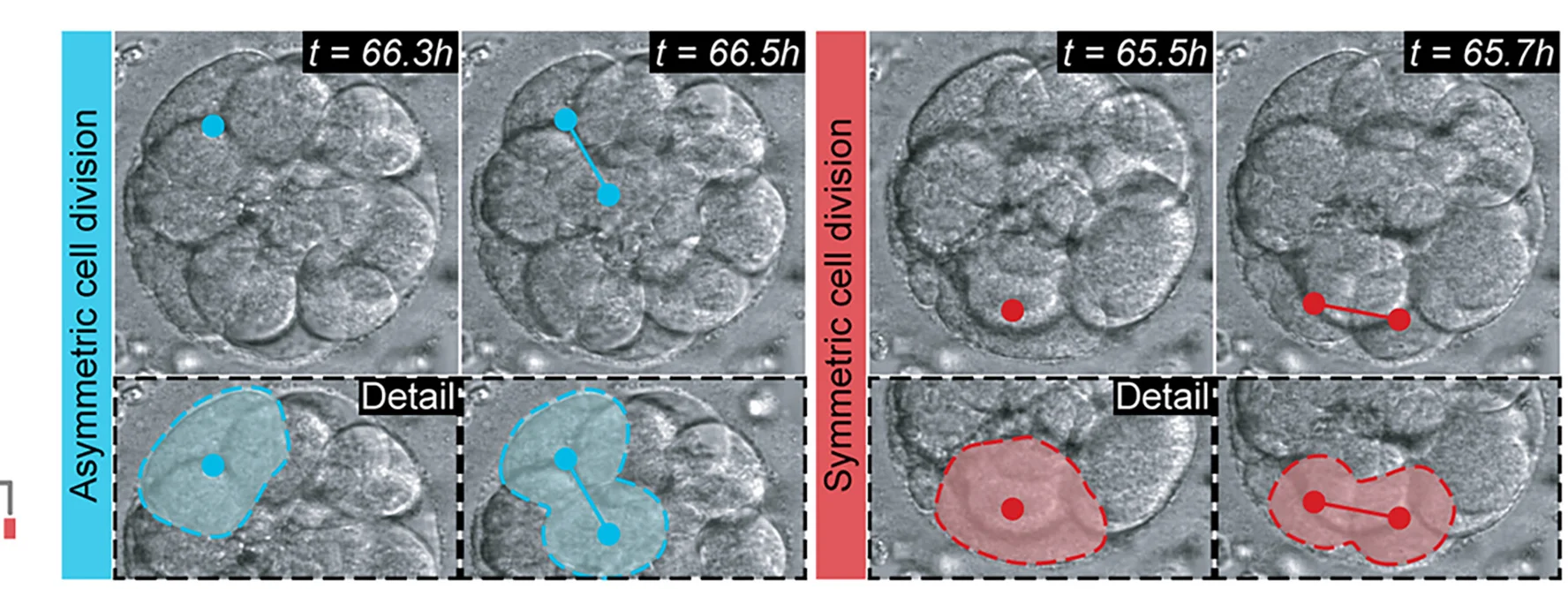 Open access visualization of Microscopy, Asymmetric Cell Division, Symmetric Cell Division, Human Embryo, Embryoscope Movie