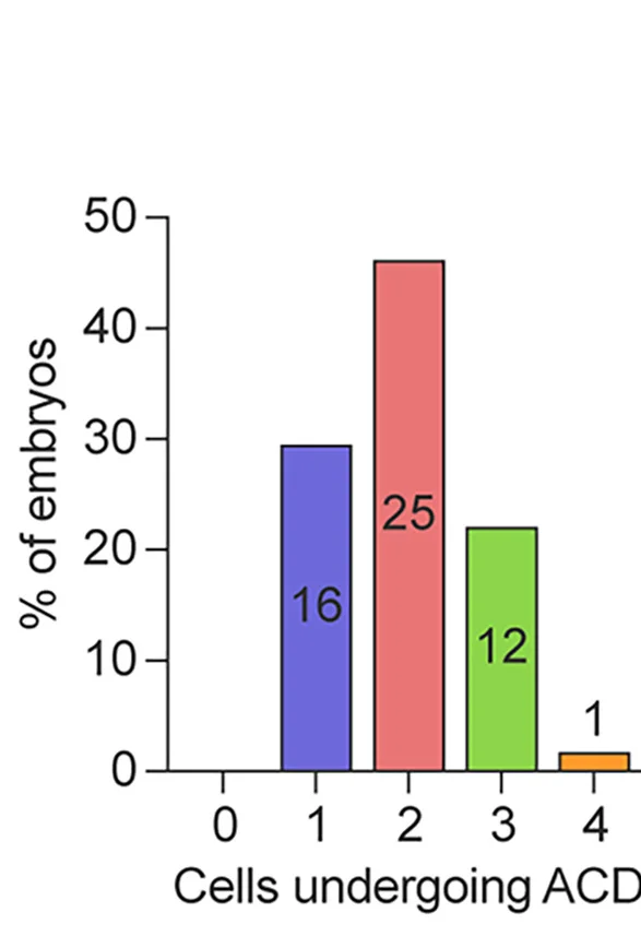 Open access visualization of Bar Plot, Human Embryos, Asymmetric Cell Division, Cell Division