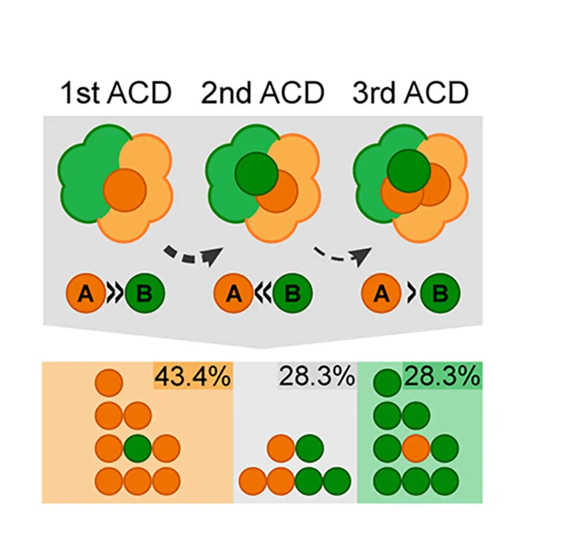 Open access visualization of Workflow, Illustration, Embryos, Asymmetric Cell Division, Cell Clones