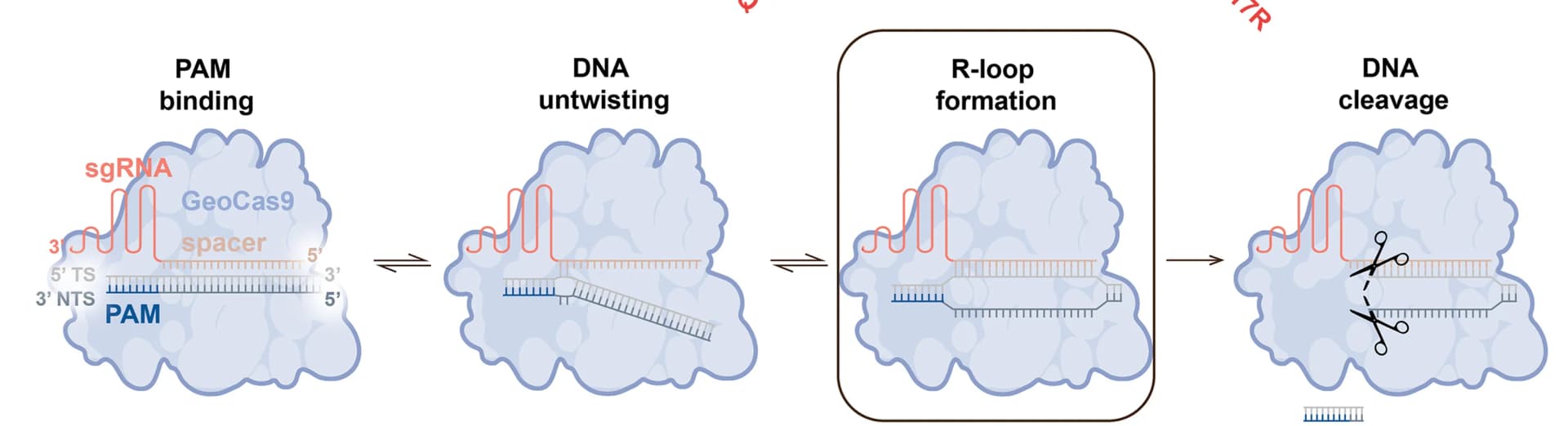 Open access visualization of Workflow, Illustration, CRISPR-Cas9, dsDNA, Targeting Pathway