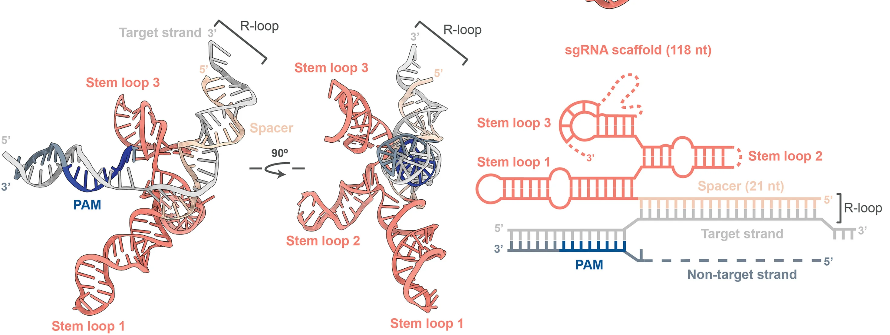 Open access visualization of Illustration, Chemical Structure, iGeoCas9, sgRNA, dsDNA
