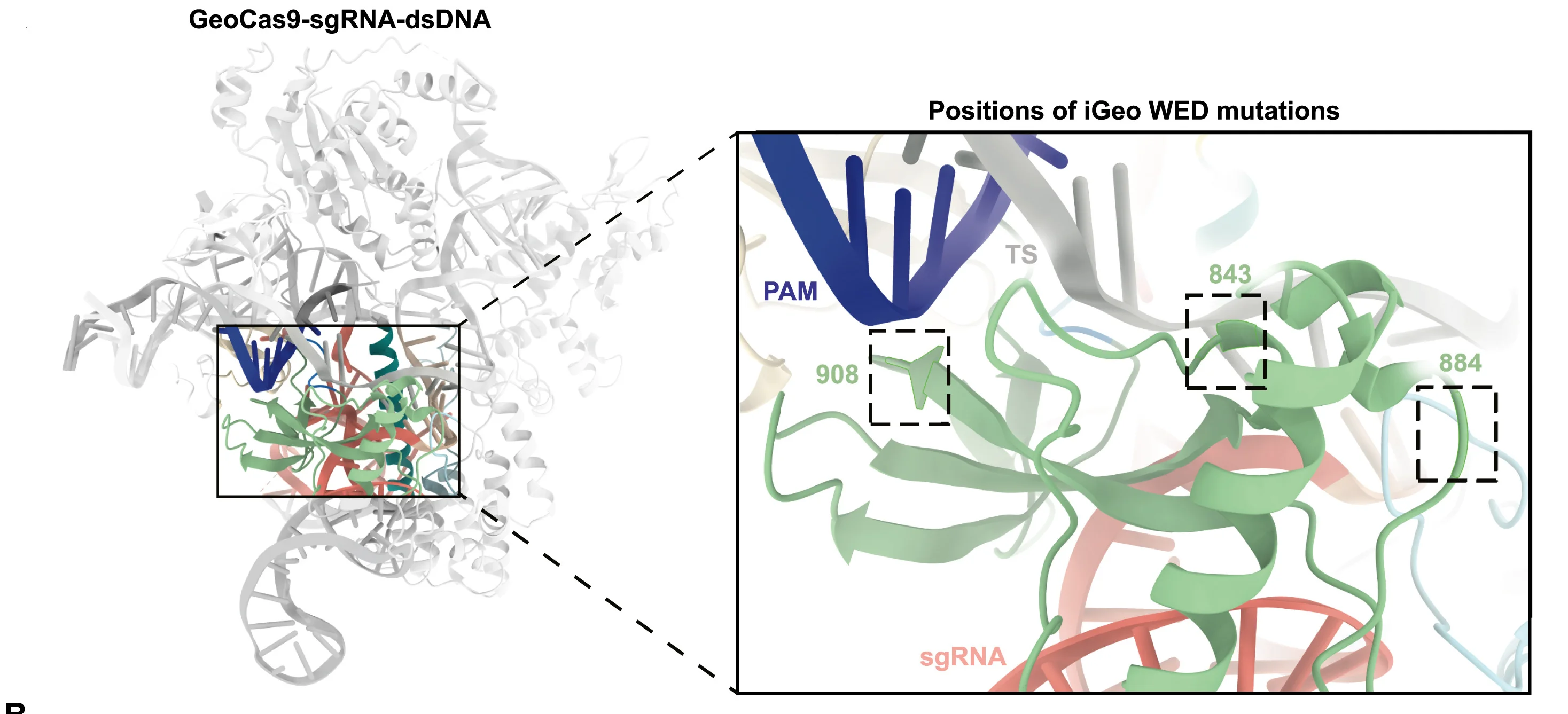 Open access visualization of Protein Structure, iGeoCas9 WED Domain, Amino Acid Mutation, Target Strand, Protospacer Adjacent Motif