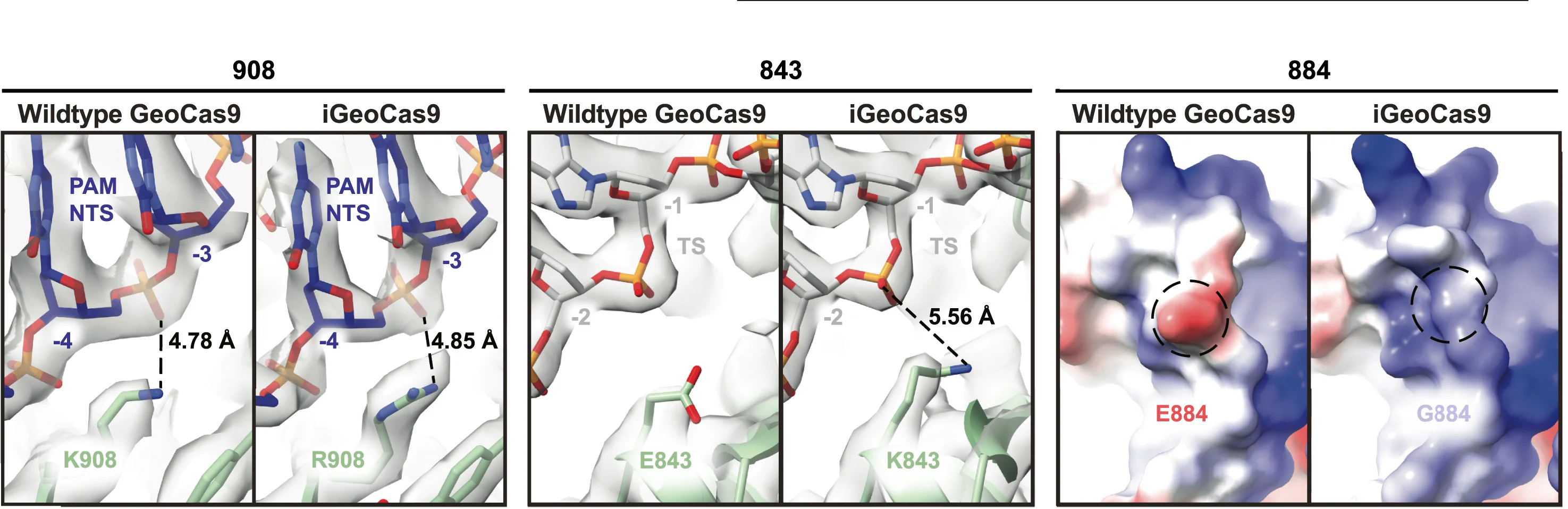 Open access visualization of Protein Structure, GeoCas9, iGeoCas9, WED Domain, Amino Acid