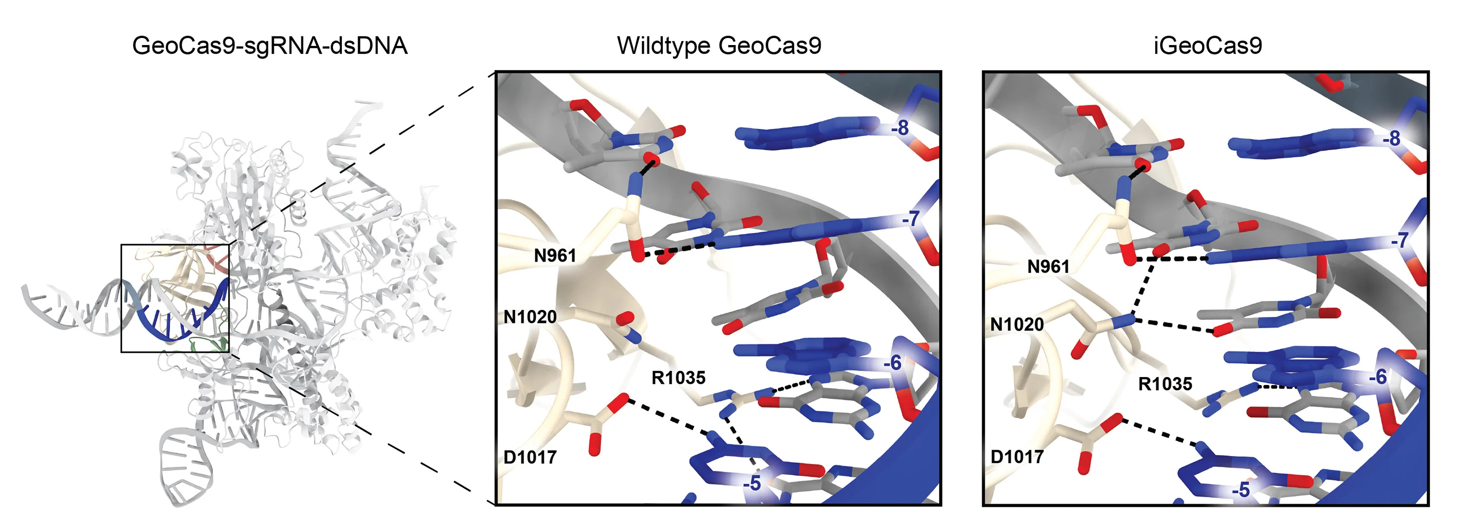 Open access visualization of Protein Structure, Chemical Structure, PAM, Nucleobase-Interacting Amino Acids, GeoCas9