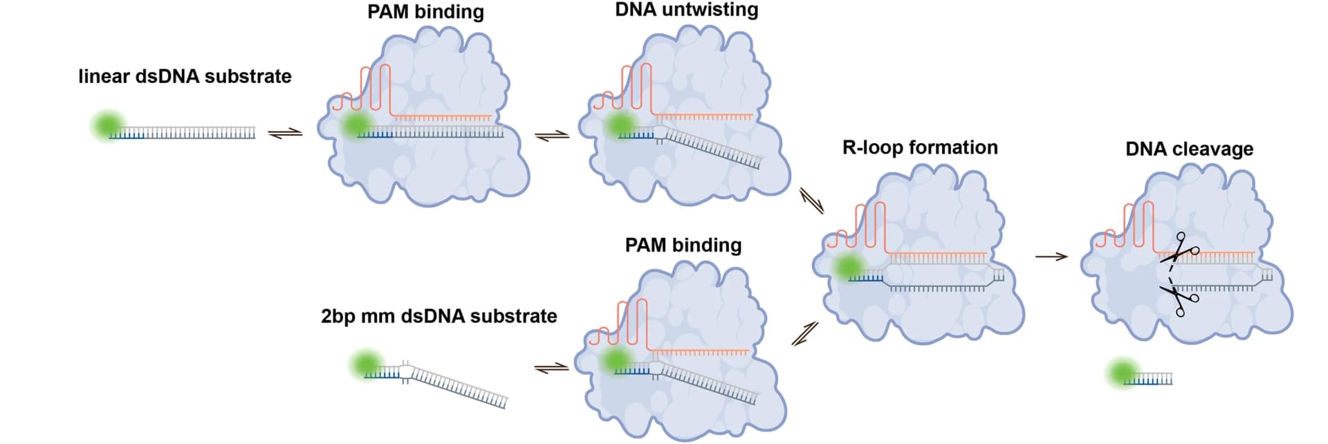 Open access visualization of Workflow, Illustration, Cas9, Cleavage Pathway, DNA Substrates