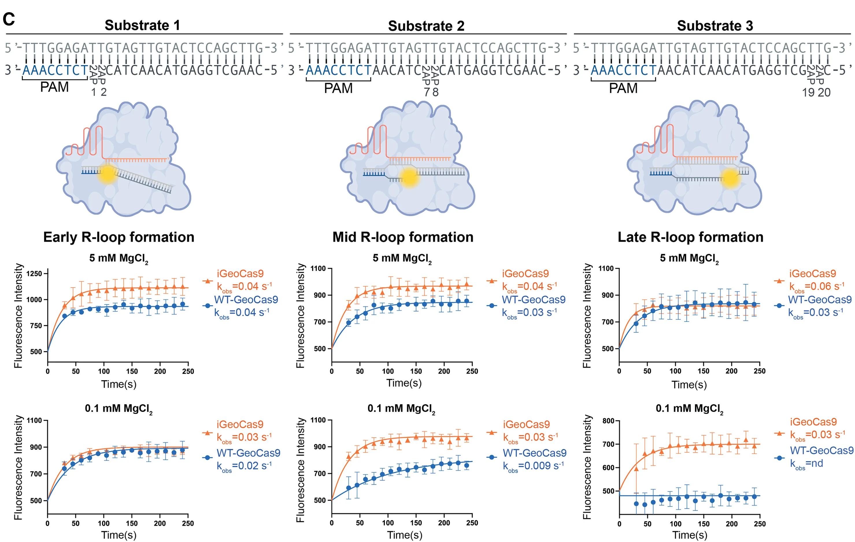Open access visualization of Line Plot, Error Bars, 2-Aminopurine, Fluorescence Assays, Wild-Type GeoCas9