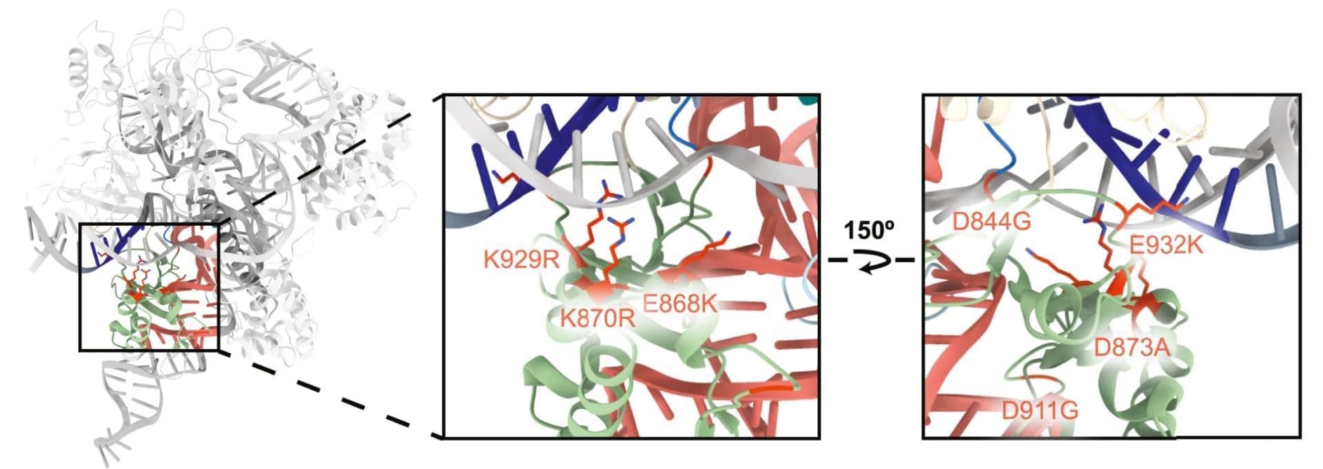 Open access visualization of Protein Structure, Chemical Structure, Nme2Cas9, Mutations, DNA interactions