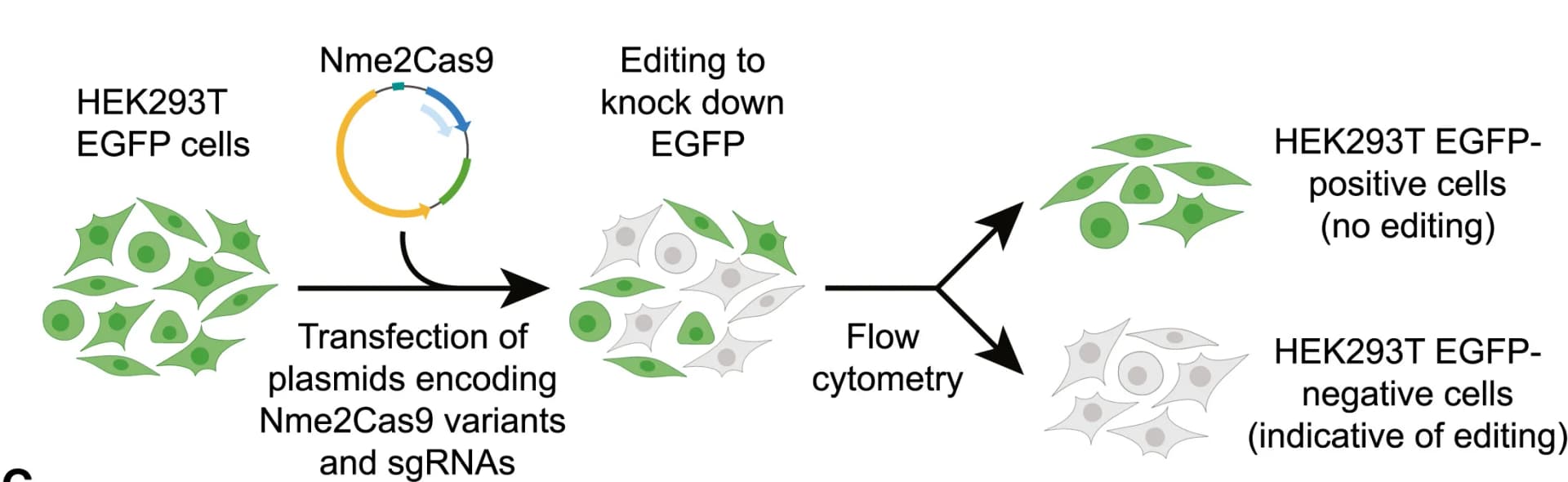 Open access visualization of Workflow, Illustration, EGFP-knockdown assay, HEK293T Cells, EGFP Signal