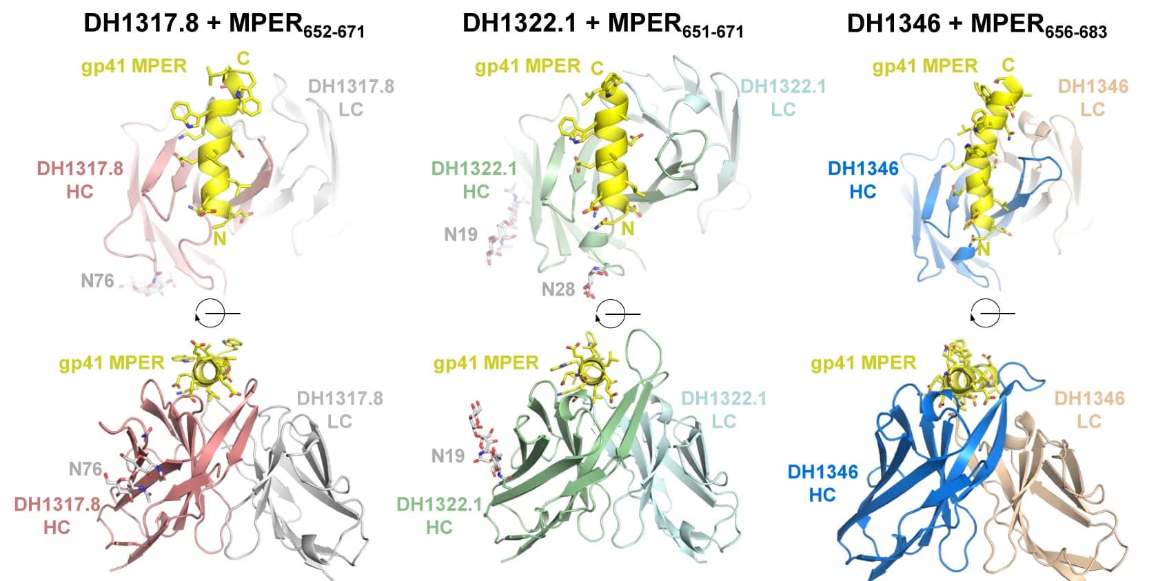 Open access visualization of Protein Structure, Chemical Structure, NAbs, DH1317.8, DH1322.1