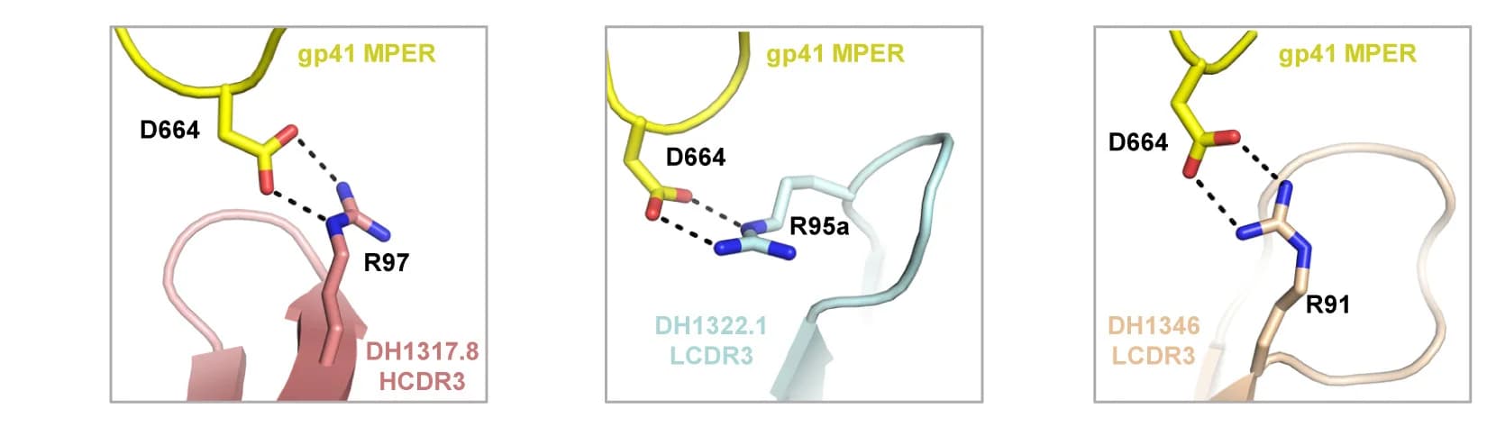 Open access visualization of Protein Structure, Chemical Structure, Salt Bridge Interactions, MPER Residue D664, NAbs