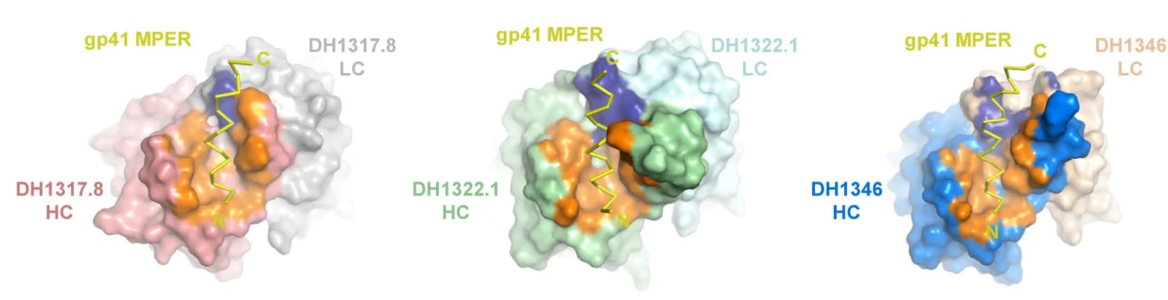 Open access visualization of Protein Structure, Paratope Interfaces, DH1317.8, DH1322.1, DH1346