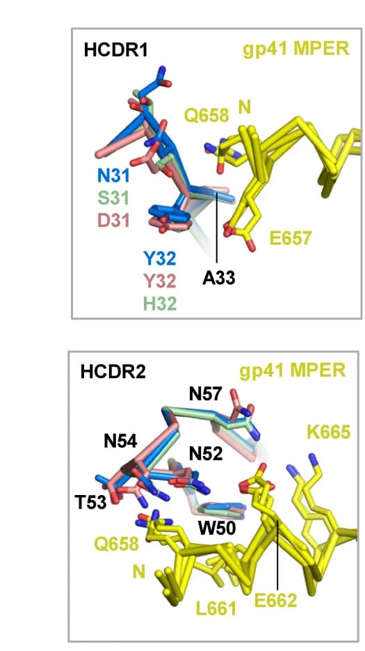 Open access visualization of Protein Structure, VH7-4-1-encoded HCDR1 Loops, VH7-4-1-encoded HCDR2 Loops, DH1317.8, DH1322.1