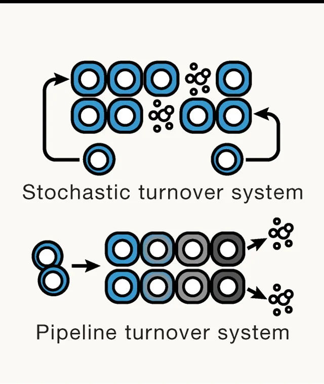 Open access visualization of Workflow, Illustration, Stochastic Turnover System, Cells, Production