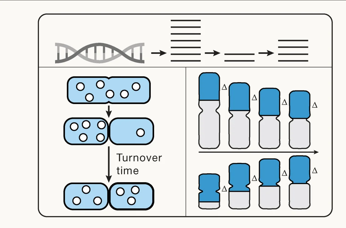 Open access visualization of Workflow, Illustration, Transcriptional Bursting, Transcript Numbers, Partitioning Errors
