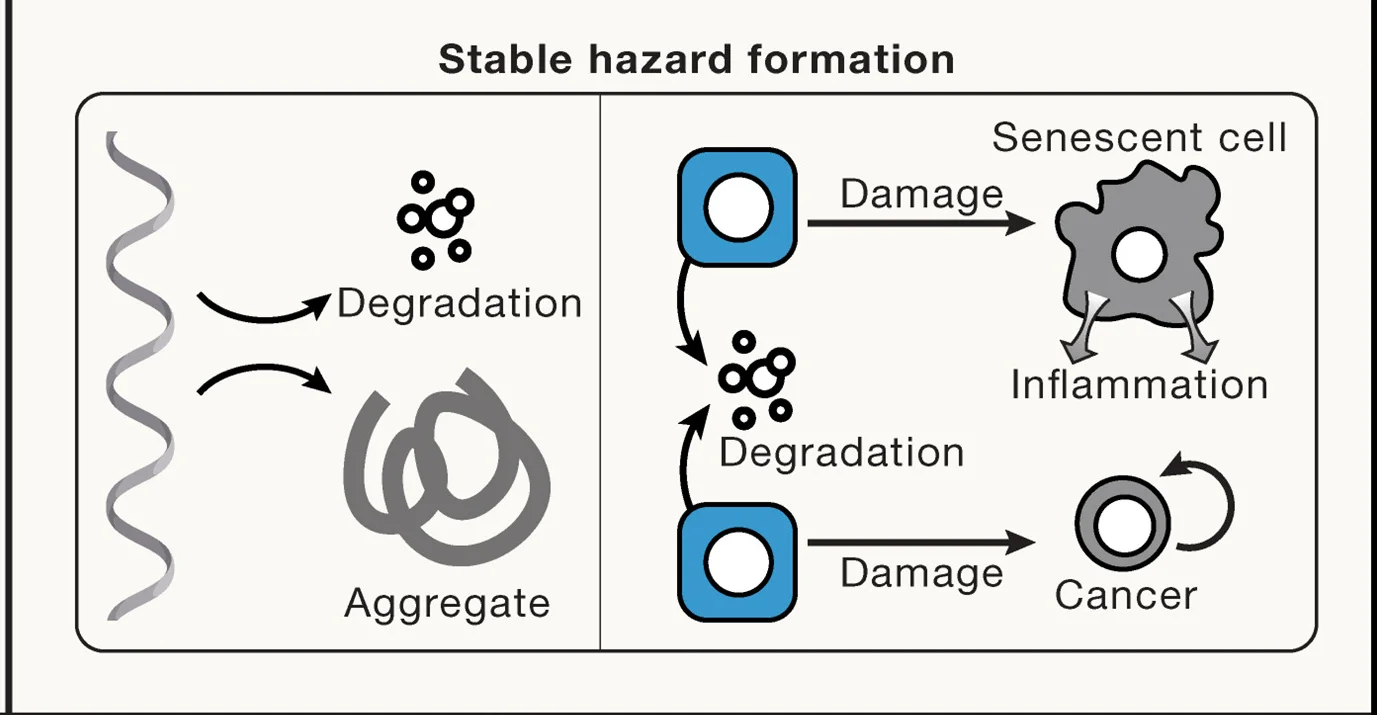 Open access visualization of Workflow, Illustration, Protein Aggregates, Senescent Cells, Cancerous Cells
