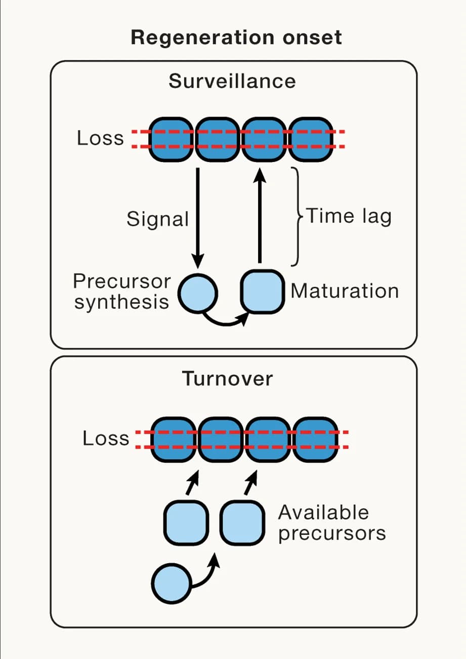 Open access visualization of Workflow, Flowchart, Illustration, Surveillance, Injury