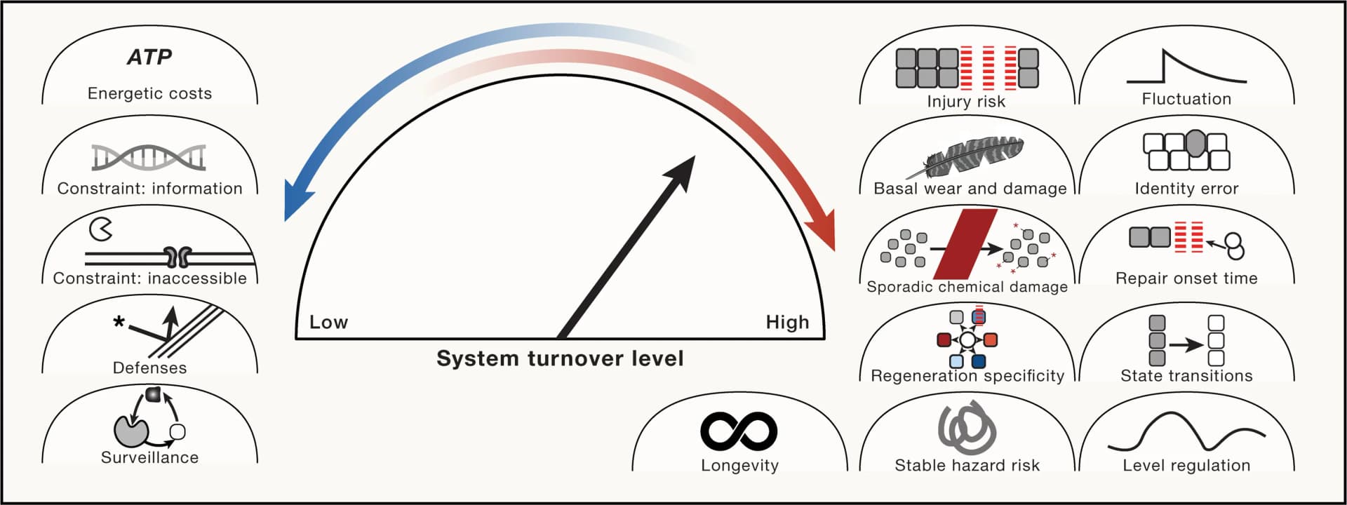 Open access visualization of Illustration, Turnover Rate, Biological Systems, Evolution, Trade-offs