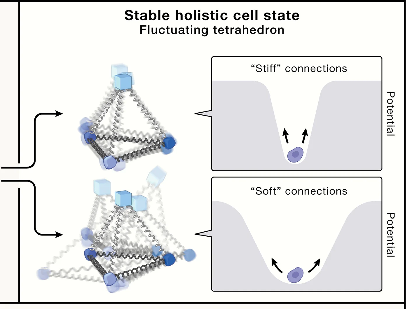 Open access visualization of Illustration, Workflow, Cell State, Observables, Fluctuation