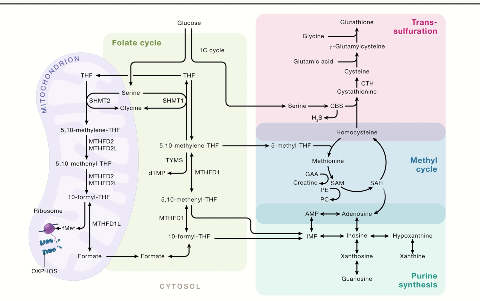 Open access visualization of Workflow, Flowchart, Illustration, Mitochondrial-Cytoplasmic, Folate
