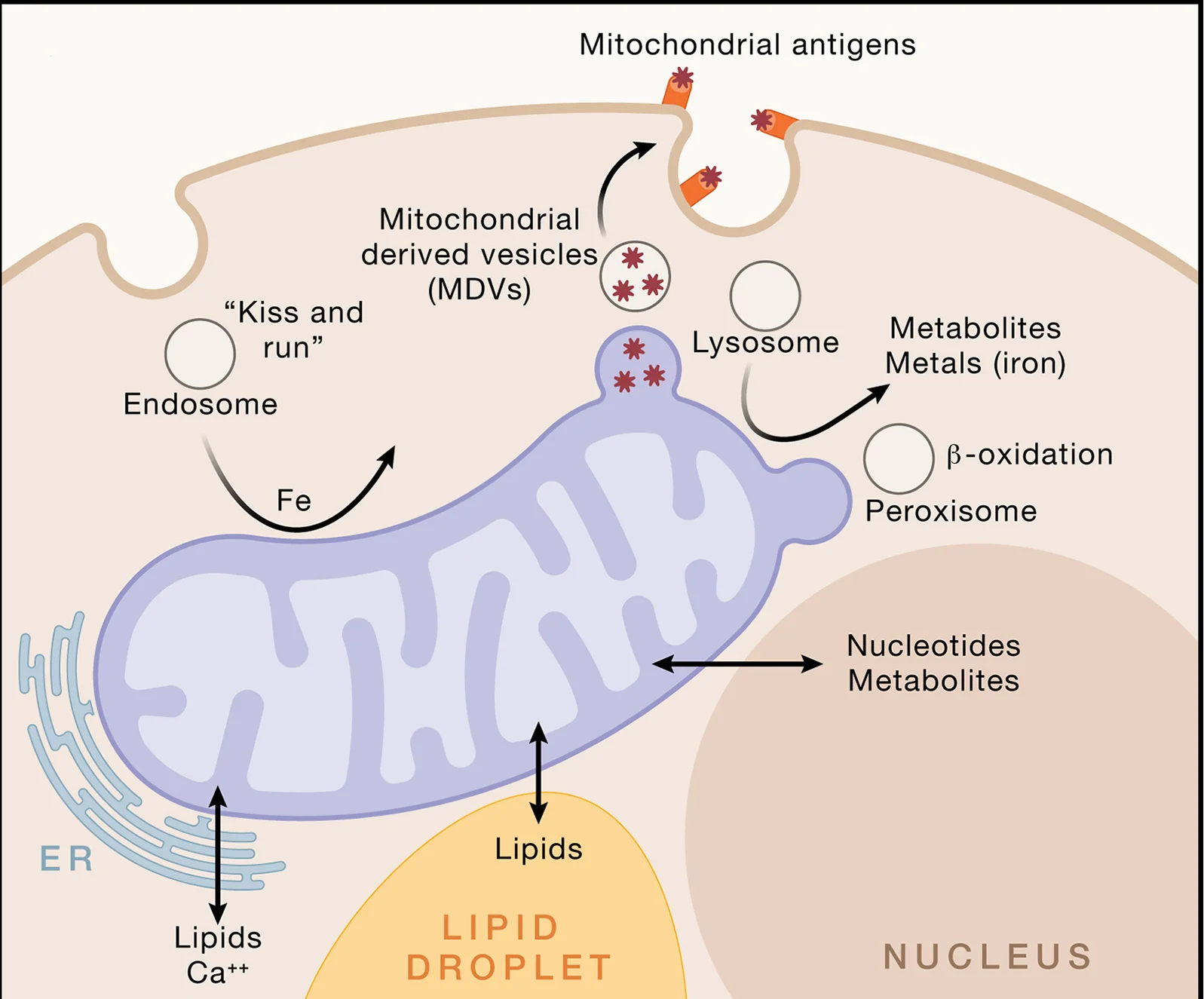 Open access visualization of Workflow, Illustration, Mitochondria, Organelles, Endoplasmic Reticulum