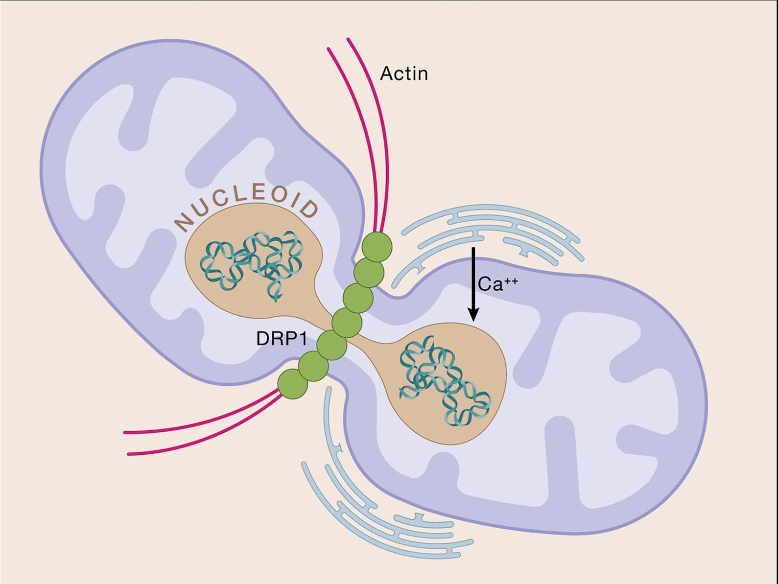 Open access visualization of Illustration, Mitochondrial Division, mtDNA Nucleoid, ER-Contact Site, Calcium Signaling