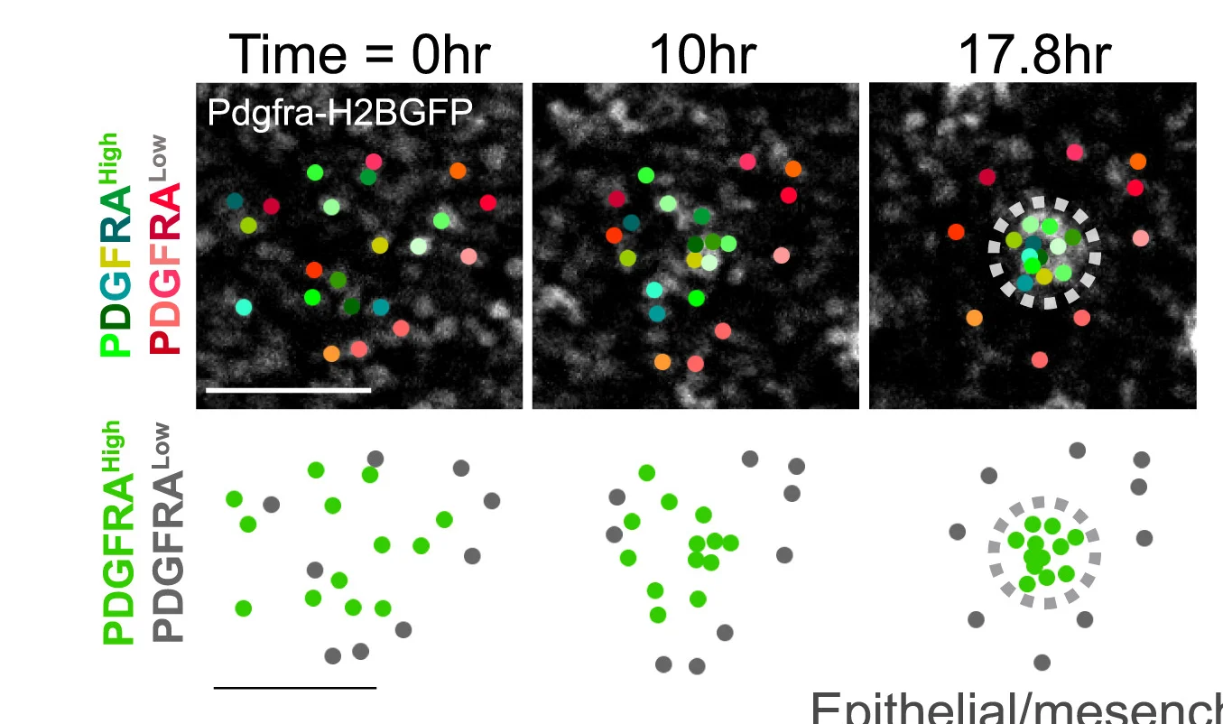 Open access visualization of Microscopy, Scatter Plot, Tracked Cells, Cell Aggregation, PDGFRALow Cells