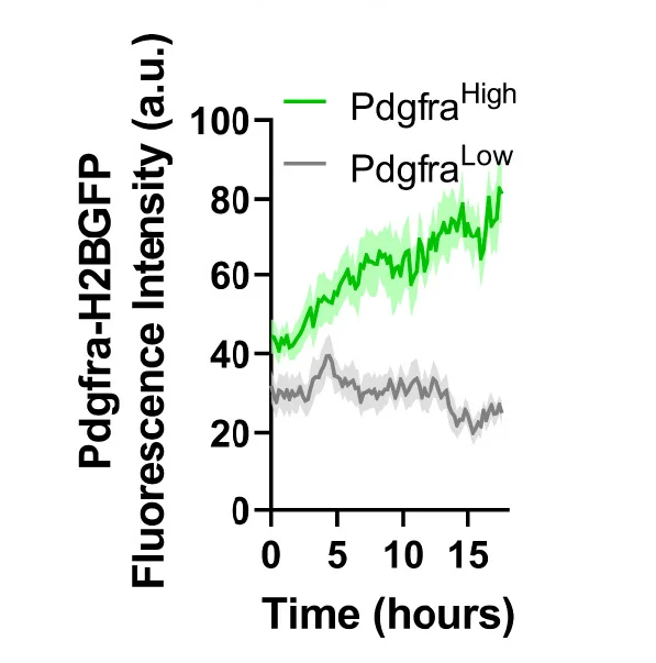 Open access visualization of Line Plot, Error Bars, PDGFRAH2BGFP Fluorescence, Fluorescence Intensity, PDGFRALow Cells