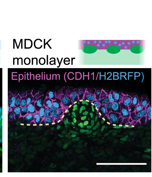 Open access visualization of Microscopy, Optical Sections, Recombined Tissues, MDCK Cells, Epithelial-Mesenchymal Interfaces