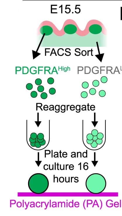 Open access visualization of Workflow, Flowchart, Illustration, Synthetic Aggregates, Strategy