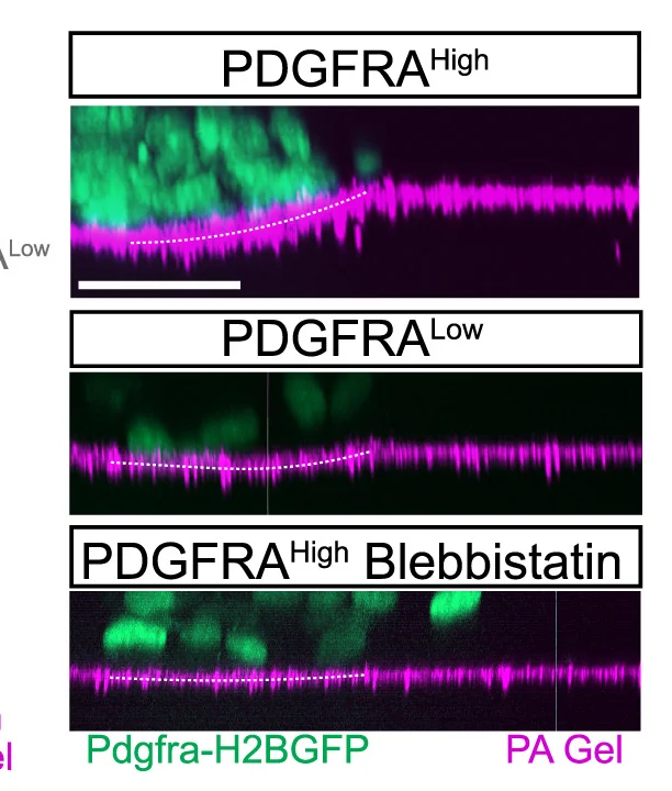Open access visualization of Microscopy, Orthogonal Views, Synthetic Aggregates, Polyacrylamide Gels