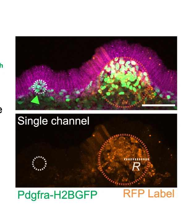 Open access visualization of Microscopy, Optical Section, Explant, Ectopic Aggregate, Endogenous Aggregate