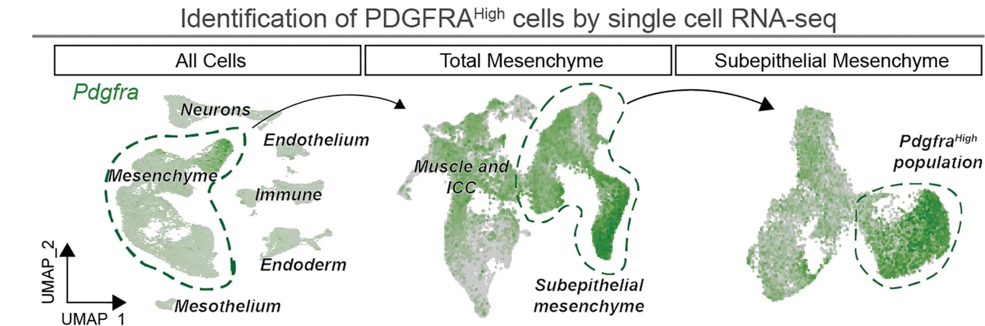 Open access visualization of UMAP, Mesenchyme, scRNA-seq, E13.5, E14.5