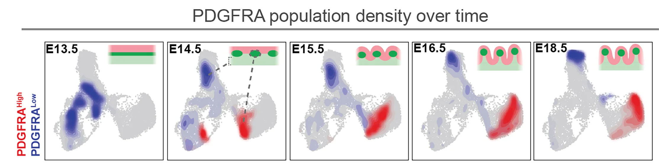 Open access visualization of Scatter Plot, UMAP, Density Plots, PDGFRA High, PDGFRA Low