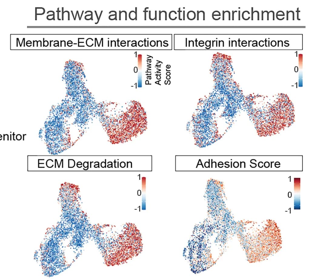 Open access visualization of Scatter Plot, UMAP, Gene Modules, Cell-Cell Adhesion, Cell-Matrix Adhesion