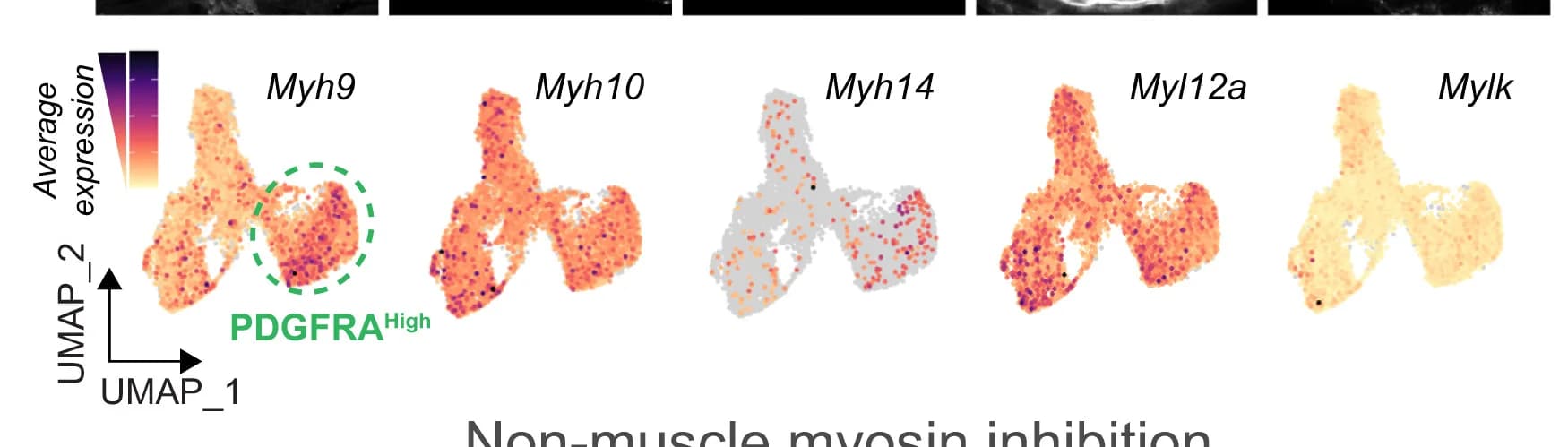Open access visualization of UMAP, Scatter Plot, UMAPs, RNA Expression, Protein Products