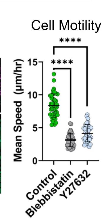 Open access visualization of Scatter Plot, Error Bars, Cell Motility, Tracked Nuclei, Aggregation Onset