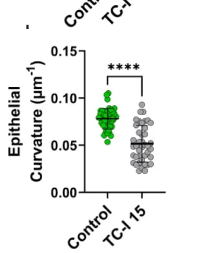 Open access visualization of Scatter Plot, Error Bars, Epithelial Curvature, Aggregates