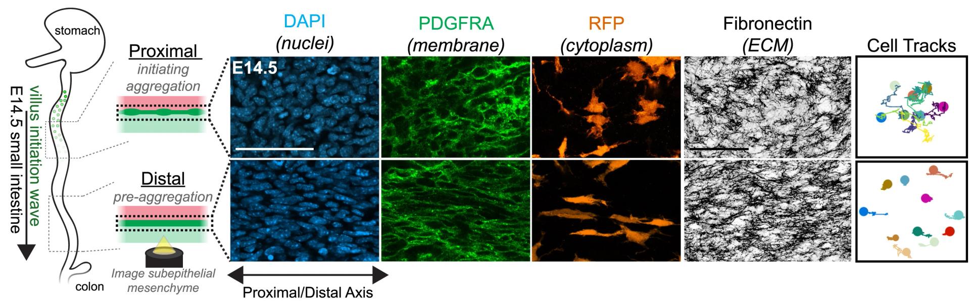 Open access visualization of Microscopy, Illustration, Scatter Plot, Cell Morphology, ECM Morphology