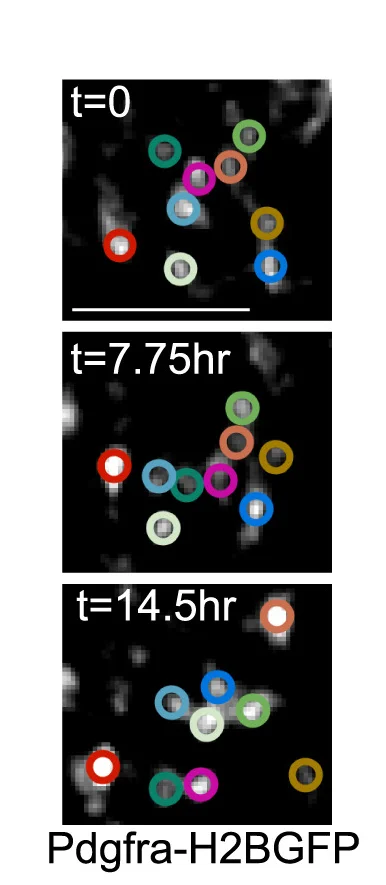 Open access visualization of Microscopy, PDGFRAHigh, Neighbor Exchange, Timelapse Video, Intestine