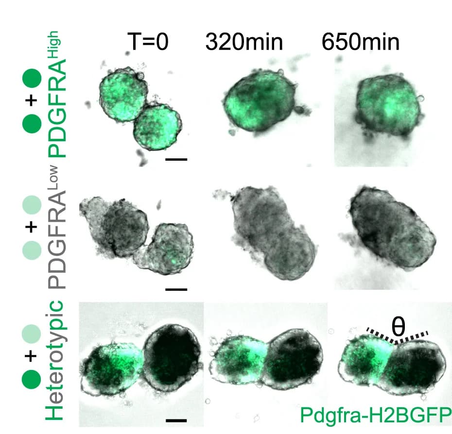 Open access visualization of Microscopy, Optical Sections, Mesenchymal Microtissue, Spheroid Coalescence, Homotypic