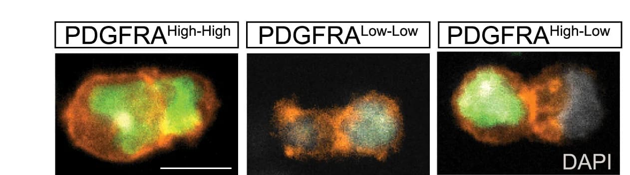Open access visualization of Microscopy, Homotypic, Heterotypic, Cell Doublets, Agarose Microwells