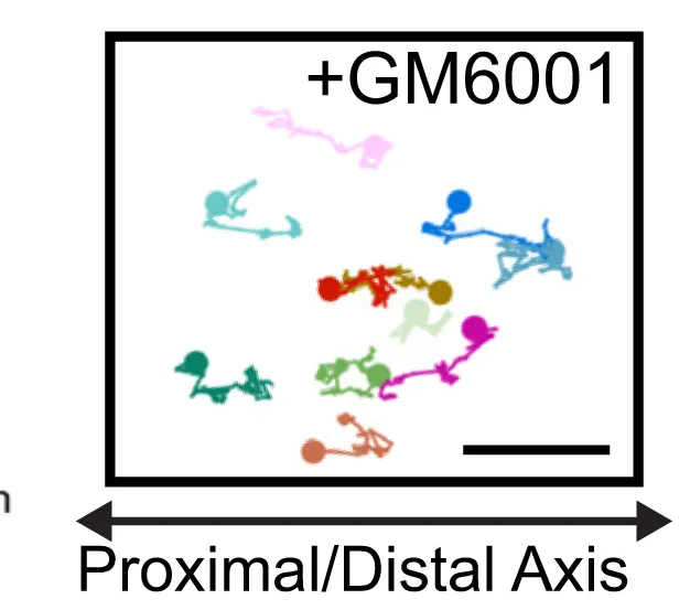 Open access visualization of Scatter Plot, Cell Tracks, Timelapse Videos, Intestinal Explants, Proximal Tissues