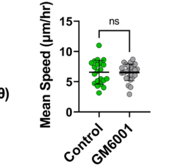 Open access visualization of Scatter Plot, Error Bars, Cell Speed, Intestinal Explants