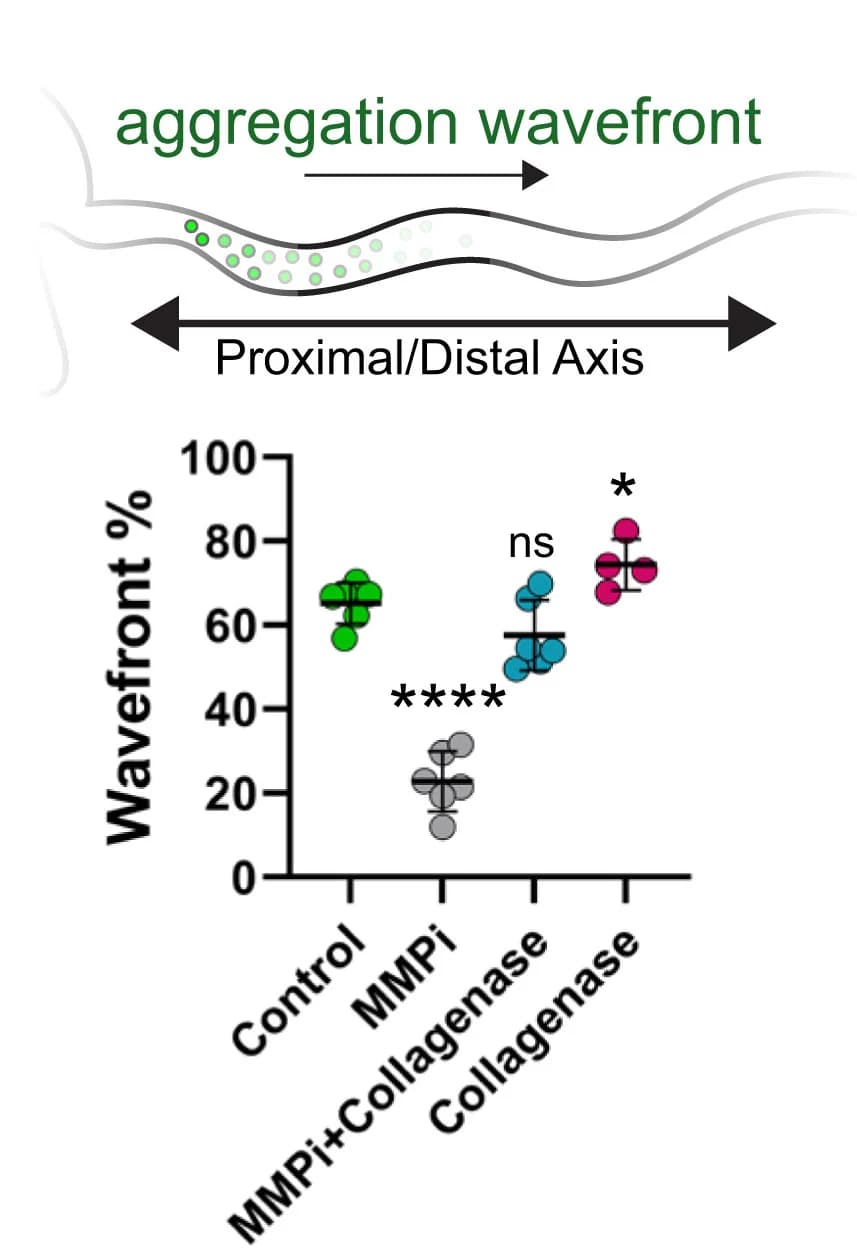 Open access visualization of Scatter Plot, Error Bars, Aggregation Wavefront, Small Intestine