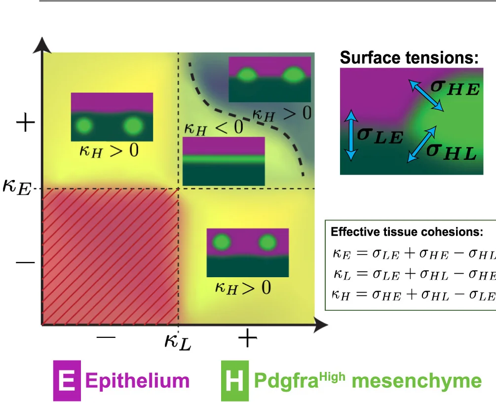 Open access visualization of Scatter Plot, Phase Diagram, Mesenchymal Aggregation, Tissue Layer, Cohesion